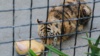 В зооуголке Симферополя умер тигр, принадлежавший Зубкову