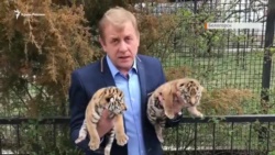В крымском сафари-парке «Тайган» родились тигрята (+фото, видео)