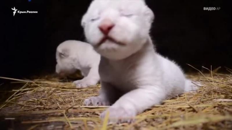 В сафари-парке «Тайган» родились редкие белые львята (видео)