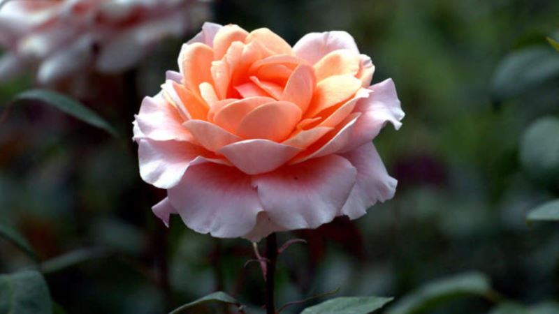 В Никитском ботсаду открывается выставка роз (+фото)