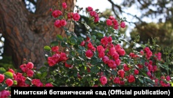 В Никитском ботсаду открывается выставка роз (+фото)