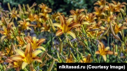 В Никитском ботсаду представили более 100 сортов лилейника (+фото)