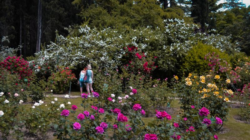 Никита в шипах: «Розовый вальс» в ботаническом саду (фотогалерея)