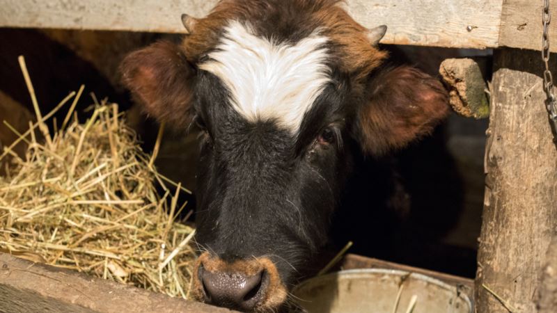 Власти Крыма ввели карантин в Сакском районе из-за бешенства коровы