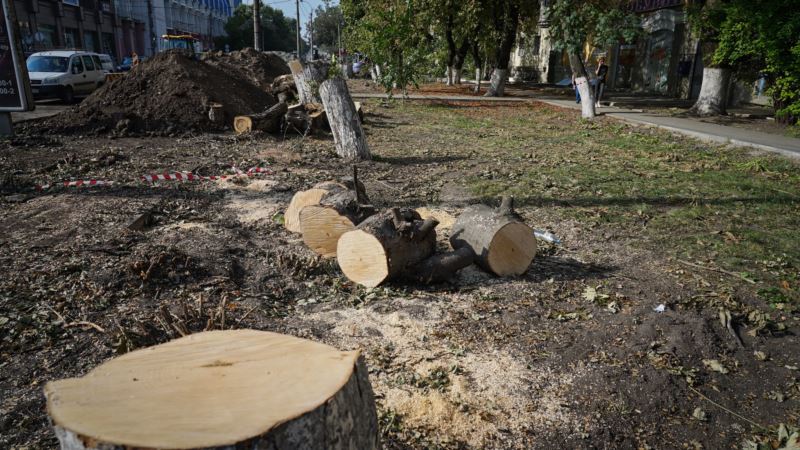 В центре Симферополя планируют вырубить не менее 20 деревьев ради расширения дороги