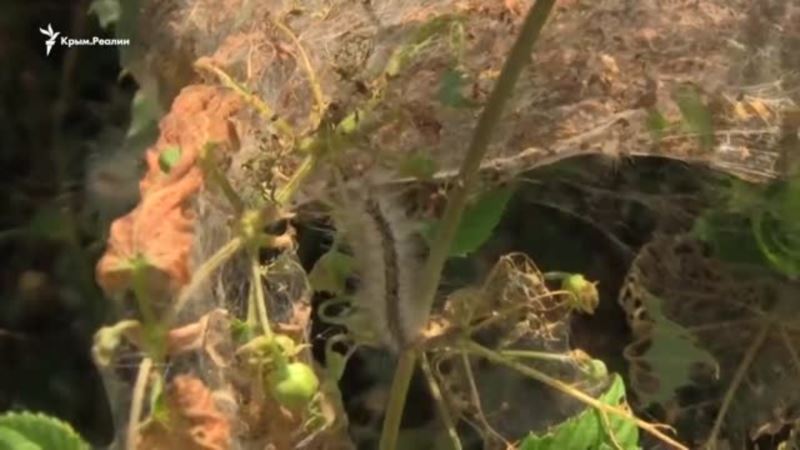 «Скоро останемся без растений». В Севастополе гусеница-бабочка поедает листву на деревьях (видео)