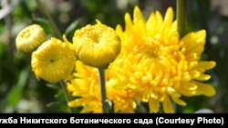Бал хризантем в Никитском ботсаду: гостям представят более 450 разновидностей цветов (+фото)