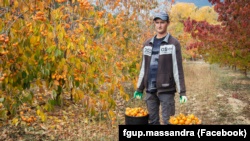 На ЮБК собирают урожай киви и хурмы (+фото)