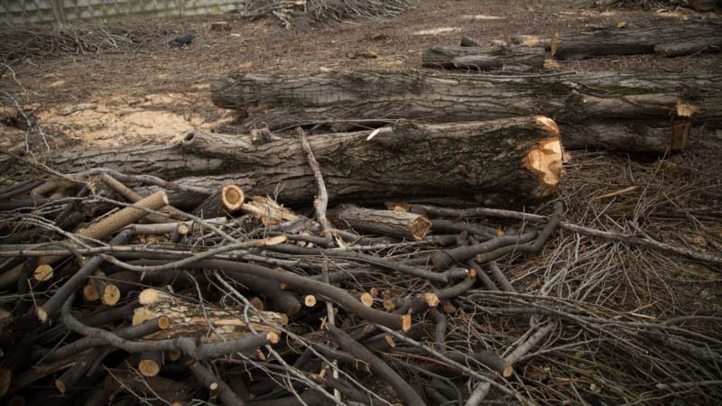 Аксенов поручил главе Совмина Крыма «лично контролировать» вырубку деревьев