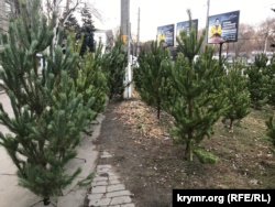 В Симферополе начали продавать новогодние елки (+фото)