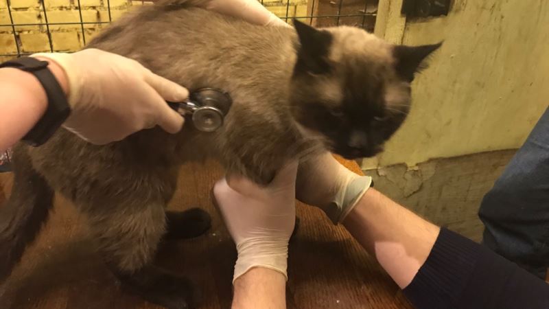 Россия: зоозащитники забрали кошек из контактного зоопарка Пскова