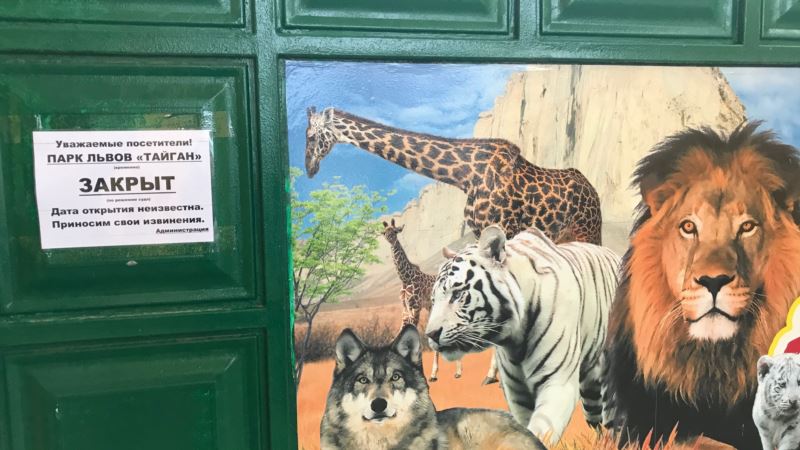 За месяц убытки парка львов «Тайган» превысили 10 миллионов рублей – Зубков