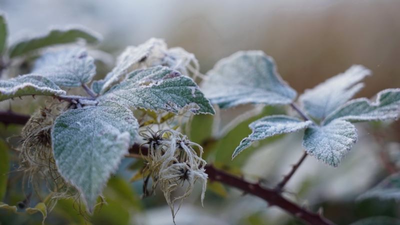 В Крыму из-за заморозков пострадали сельхозпосевы, цветы и фруктовые насаждения