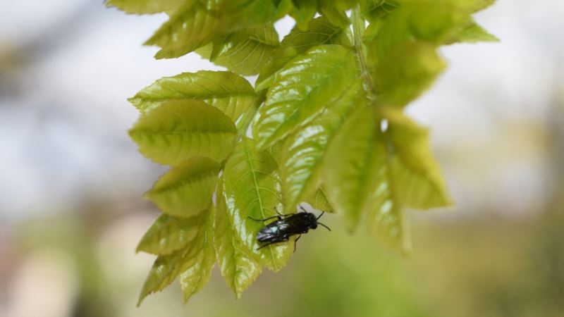 Специалисты сообщили, то деревья в Севастополе поразили насекомые-вредители (+фото)