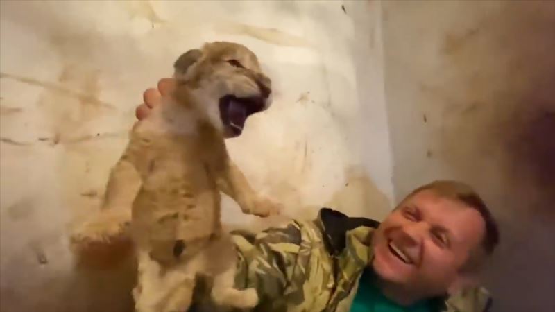 В крымском «Тайгане» родились четыре львенка (+видео)