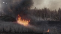 Чернобыль: в зоне отчуждения горит лес (видео)