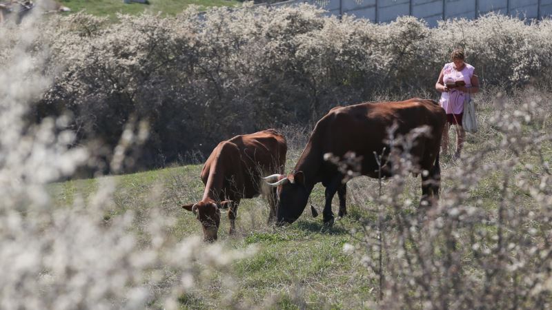 В Крыму выявили вирусное заболевание у коров – Россельхознадзор