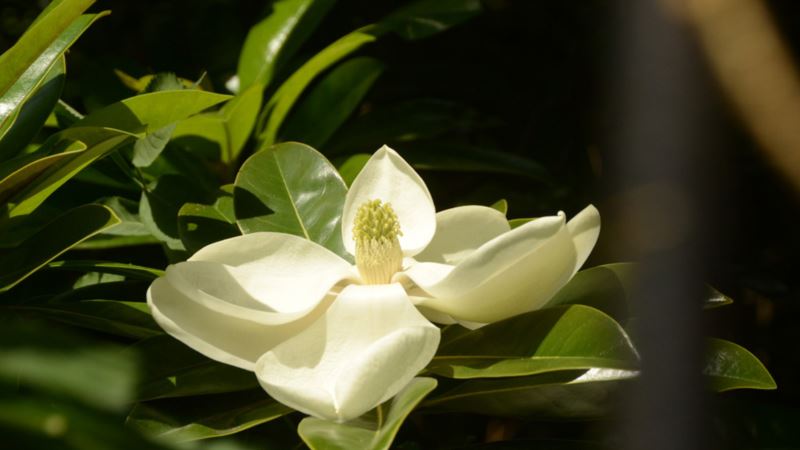 В Никитском ботсаду – пик цветения магнолий (+фото)
