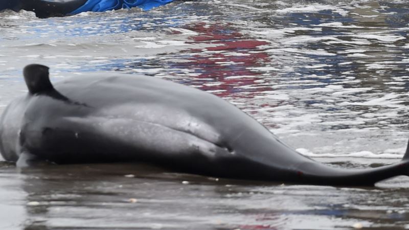 У берегов Нового Света обнаружили труп дельфина – волонтеры