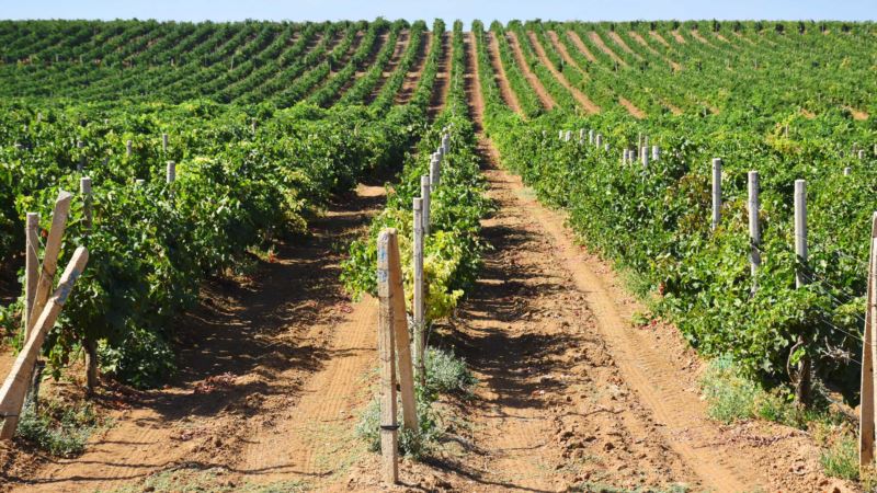 Засуха в Крыму: «Массандра» собрала меньше винограда, чем в прошлом году