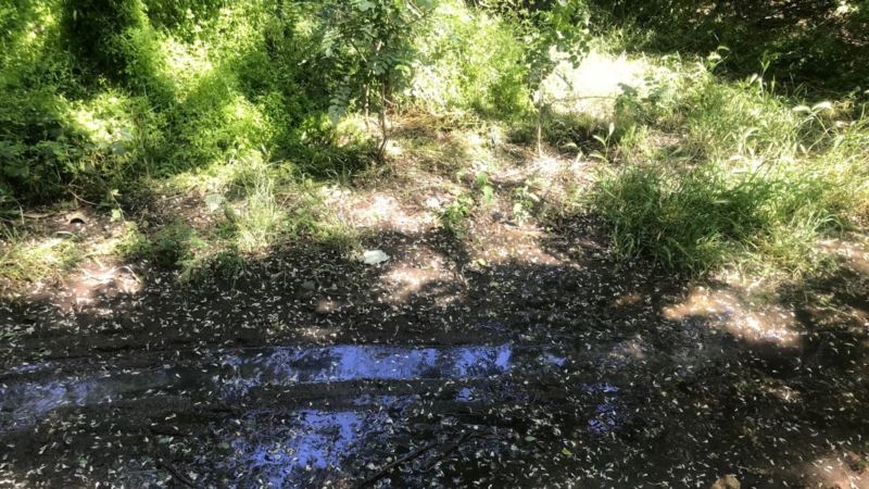 В Керчи выявили загрязнение почвы стоками (+фото)