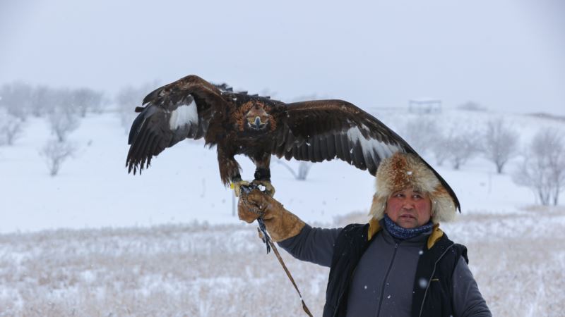 Хищники вышли на настоящую охоту: в Казахстане прошел фестиваль беркутчи (фотогалерея)