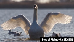 Лебеди оказались в «ледяном плену» на озере в Евпатории – спасатели (+фото)