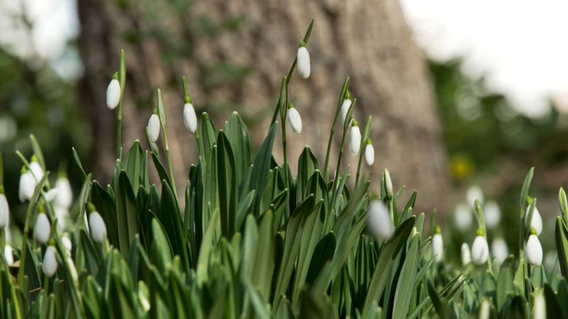 Уголок весны под Ялтой: подснежники и другие обитатели Никитского ботанического сада (фотогалерея)