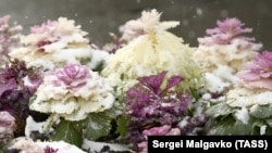 Снежный апокалипсис: как мощные осадки накрыли Крым (фотогалерея)