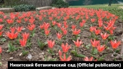 Ялта: в Никитском ботсаду распустились 11 сортов коллекционных тюльпанов (+фото)