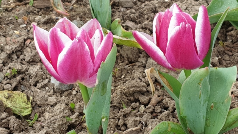 Ялта: в Никитском ботсаду распустились 11 сортов коллекционных тюльпанов (+фото)